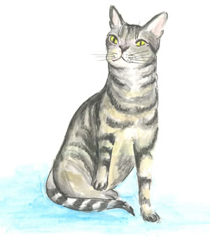 Cat