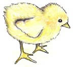 flufy chick