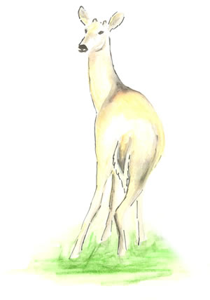 Deer