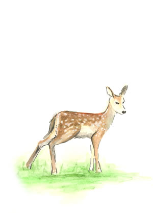 Faun
