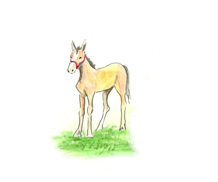 Foal