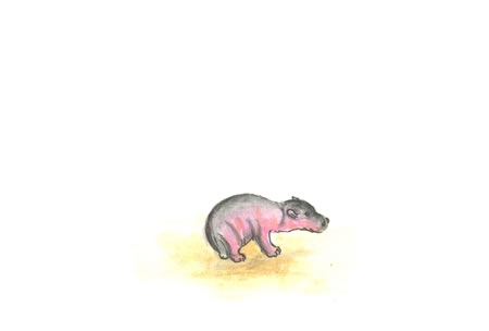 Hippopotamus calf