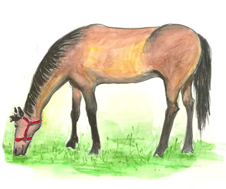 Horse