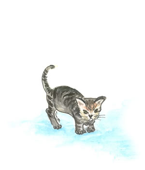 Kitten