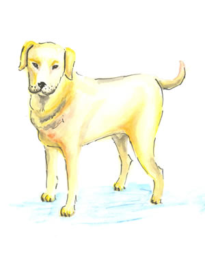 Dog