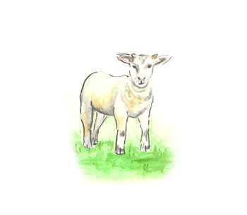 Lamb