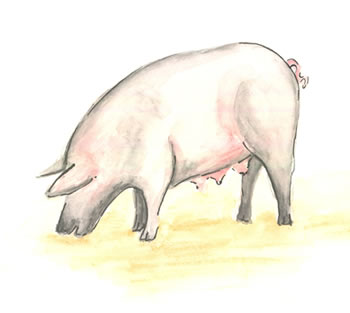 Pig