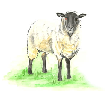 Sheep