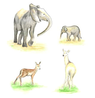 Animals parents and babies